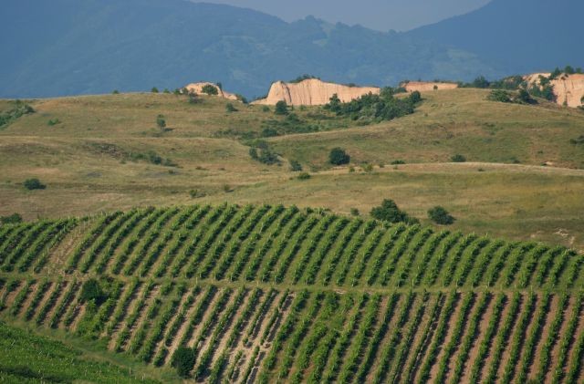 Exports Of Bulgarian Wine Remain Steady Despite Covid-19 Pandemic