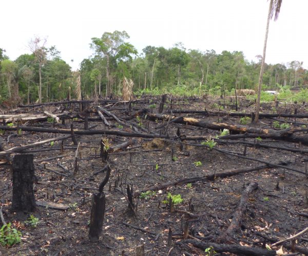 European Commission Asks About New Policies To Forestall Deforestation And Biodiversity Losses