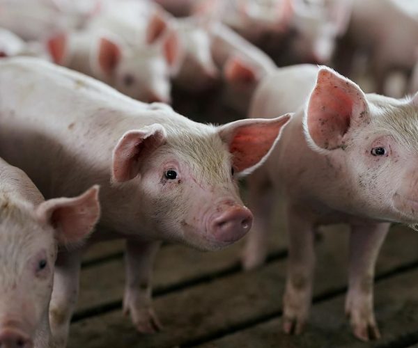 Bulgaria On The Rebound From African Swine Fever In 2020
