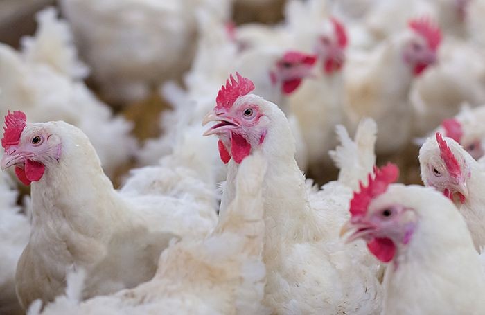 Bulgaria Certified To Export Heat-Treated Poultry Products To Argentina