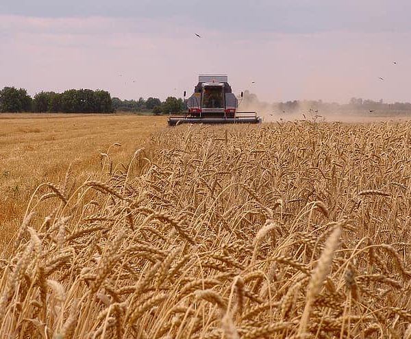 Bulgaria: Wheat Production Is Expected To Be 15% Higher This Year