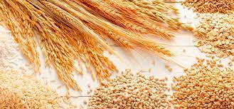 Bulgaria Is Among The Countries Which Export The Most Grain