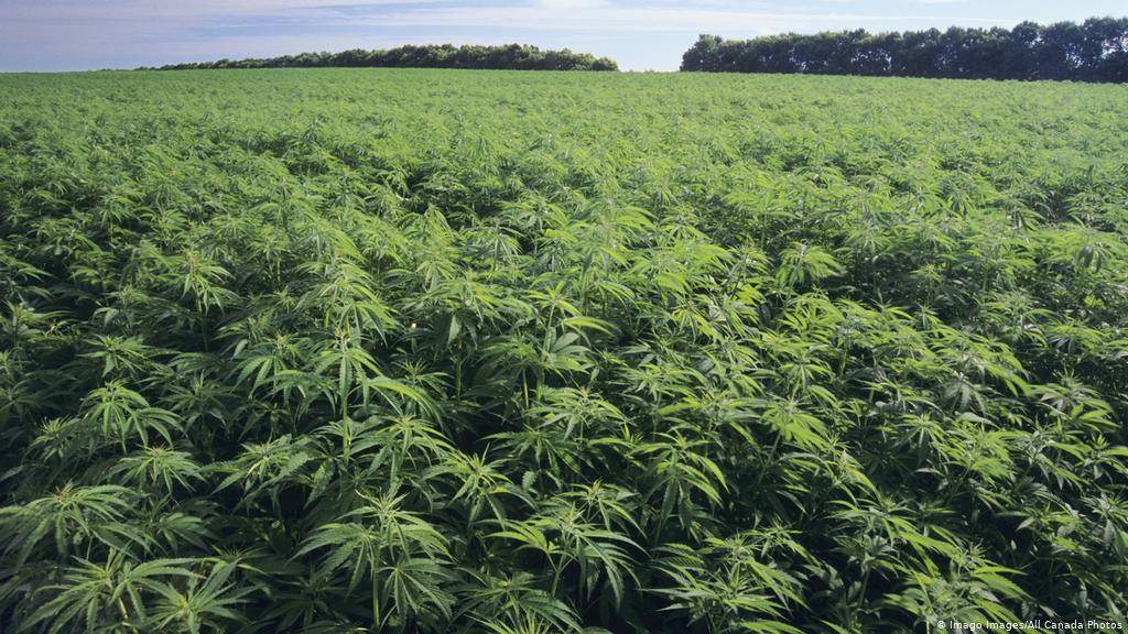 Permit For Hemp Cultivation In Bulgaria Can Now Be Acquired Online