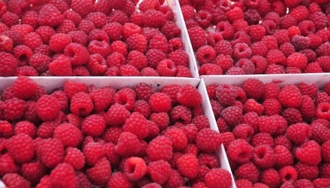 Raspberry Production Has Increased By 30% Compared To The Last Year