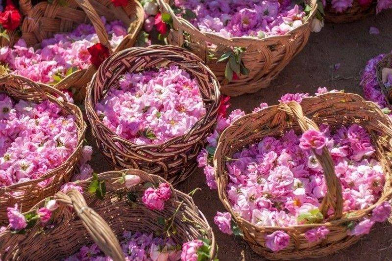 Over Third Of Rose Plantations In Bulgaria Could Remain Unharvested