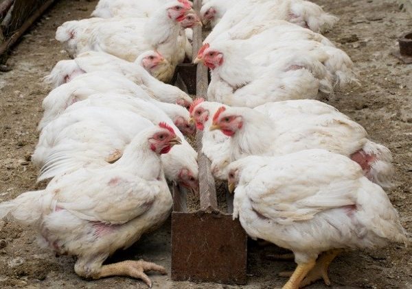 Japan Lifted The Temporary Ban On The Import Of Bulgarian Poultry Meat