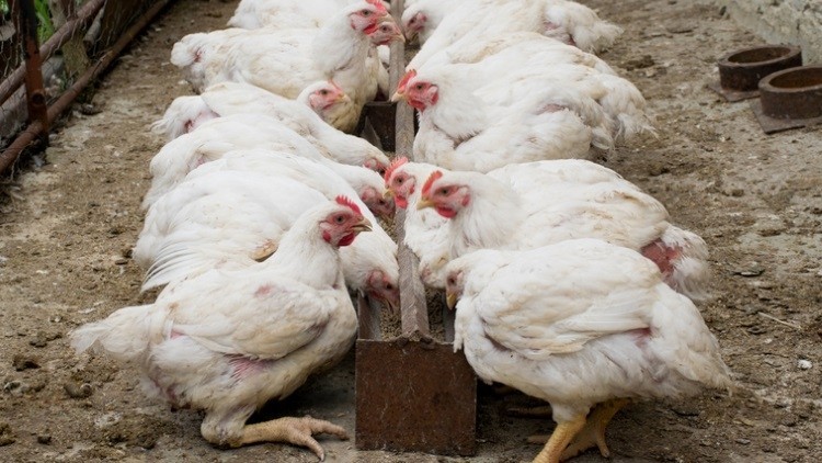 Japan Lifted The Temporary Ban On The Import Of Bulgarian Poultry Meat