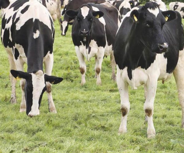 Indonesia Has Тhreatened To Impose Higher Duties On EU Dairy Products