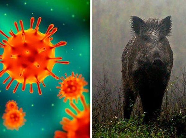 Bulgarian Food Safety Agency Confirmed New Outbreaks Of African Swine Fever In The Regions Of Pleven And Veliko Tarnovo