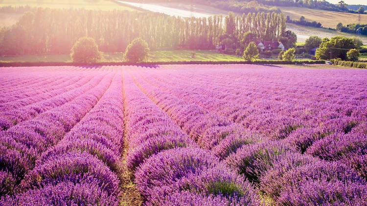 Bulgaria Is the Leading Producer Of Organic Rose And Lavender Oil In The World