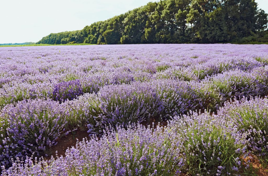 Double Crop Of Lavender This Year In Bulgaria