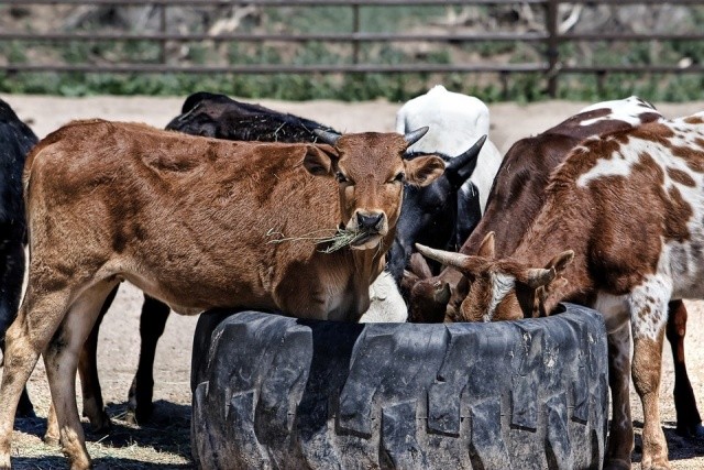 Bulgarian Livestock Farmers Fear Bankruptcy As Electricity, Fuel And Fodder Prices Skyrocket
