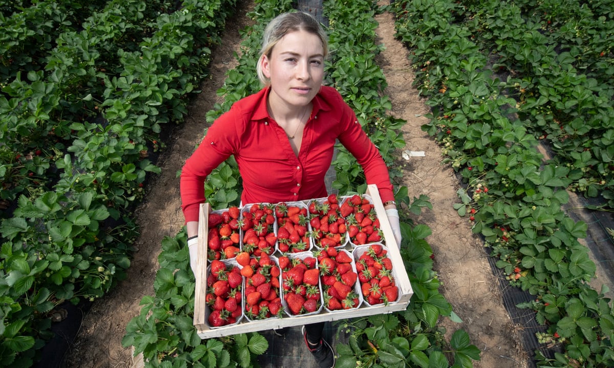 The Guardian: Brexit Through The Eyes Of A Strawberry Picker From Bulgaria