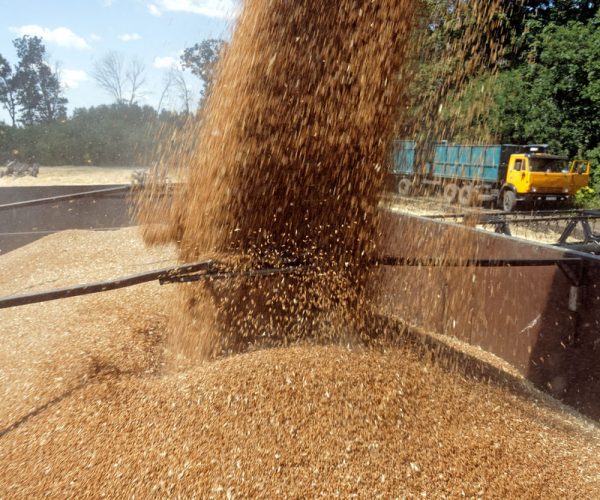 Bulgarian Grain Producers Sell Below Cost: We Are No Longer Talking About Profit, But About Smaller Losses