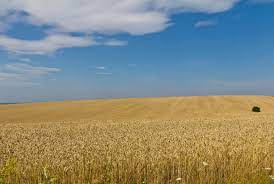 Bulgaria And 4 Other Countries Will Ask The EU To Extend The Ban On The Import Of Ukrainian Grain