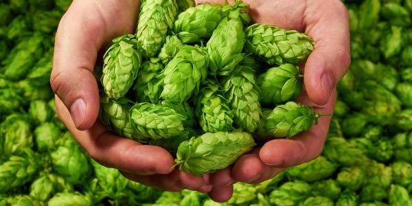 Bulgaria Exports High-Quality Hops To Germany