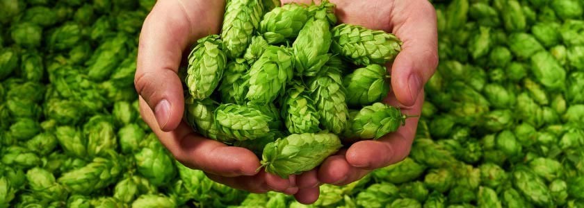 Bulgaria Exports High-Quality Hops To Germany