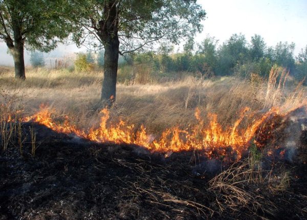 Bulgaria: Nearly 300 Decares Of Forest Burned Near Belevren