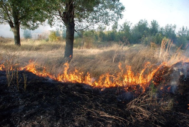 Bulgaria: Nearly 300 Decares Of Forest Burned Near Belevren