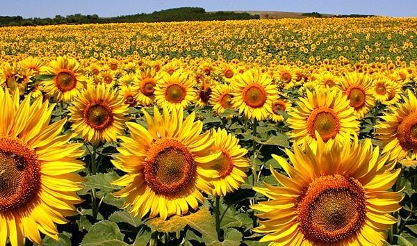 Bulgarian Sunflower Oil Is Sold As Olive Oil In Greece And Bulgaria