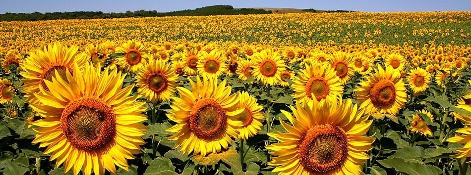 Bulgarian Sunflower Oil Is Sold As Olive Oil In Greece And Bulgaria