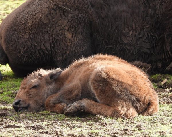 Joyful Arrival: Baby Bison Born In Sofia Zoo
