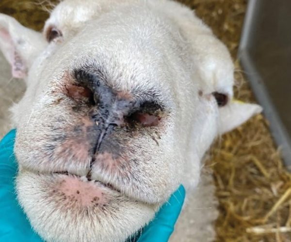 Bulgaria: Strelcha Takes Precautionary Steps Against Bluetongue Disease