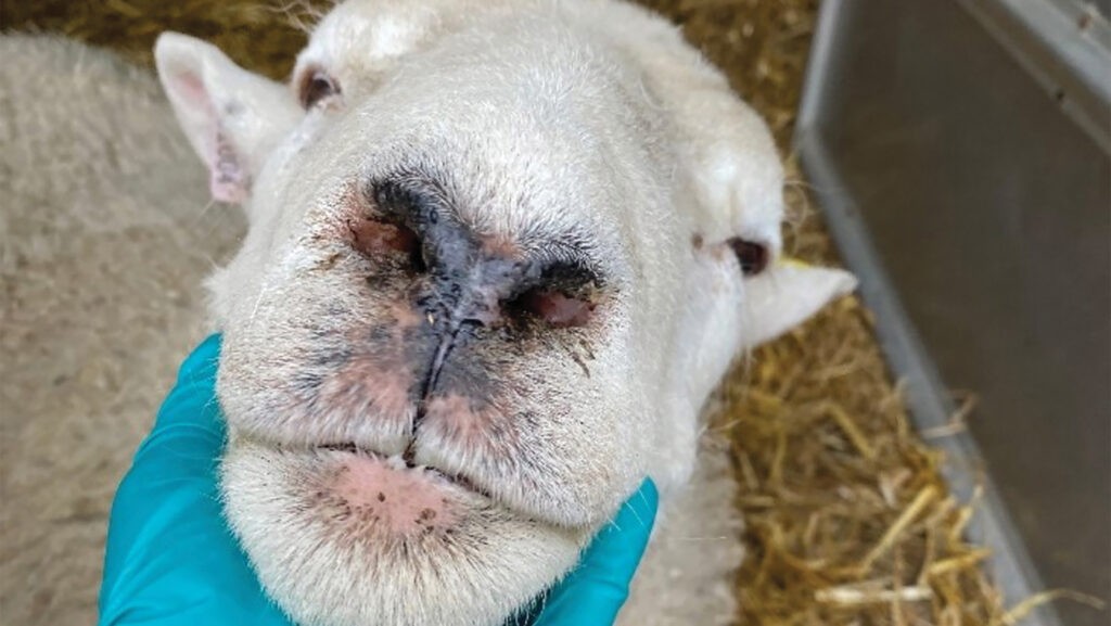 Bulgaria: Strelcha Takes Precautionary Steps Against Bluetongue Disease