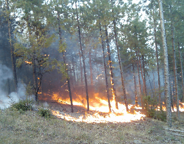 Bulgaria’s Forest Fires: Pirin, Kardzhali, And Tutrakan Under Control, Volunteer Call Issued