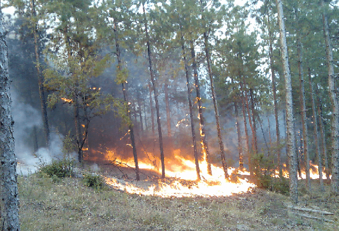 Bulgaria’s Forest Fires: Pirin, Kardzhali, And Tutrakan Under Control, Volunteer Call Issued