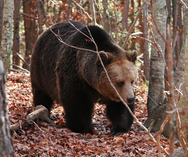 EU-Funded Project To Determine Bulgaria’s Bear Population