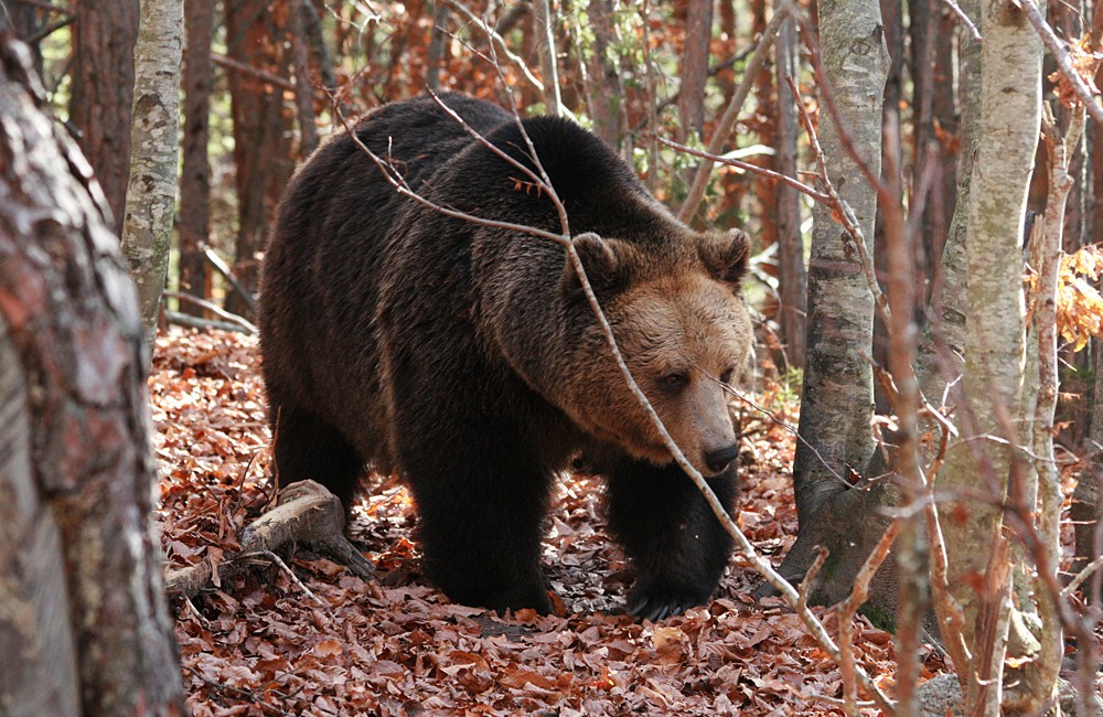 EU-Funded Project To Determine Bulgaria’s Bear Population