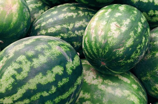 Bulgarian Watermelon Growers Leave Crops to Rot Over Low Prices