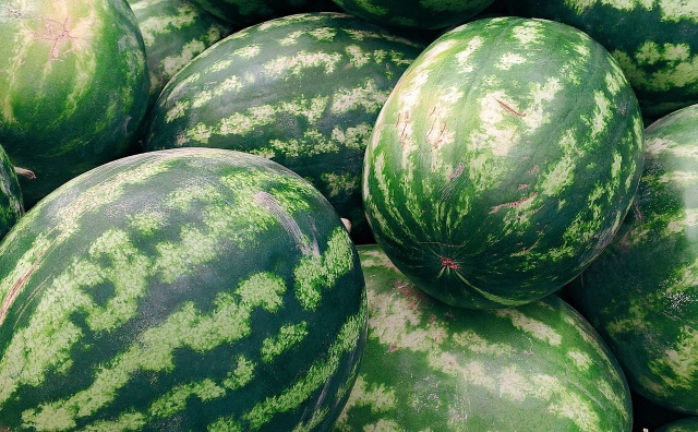 Bulgarian Watermelon Growers Leave Crops to Rot Over Low Prices